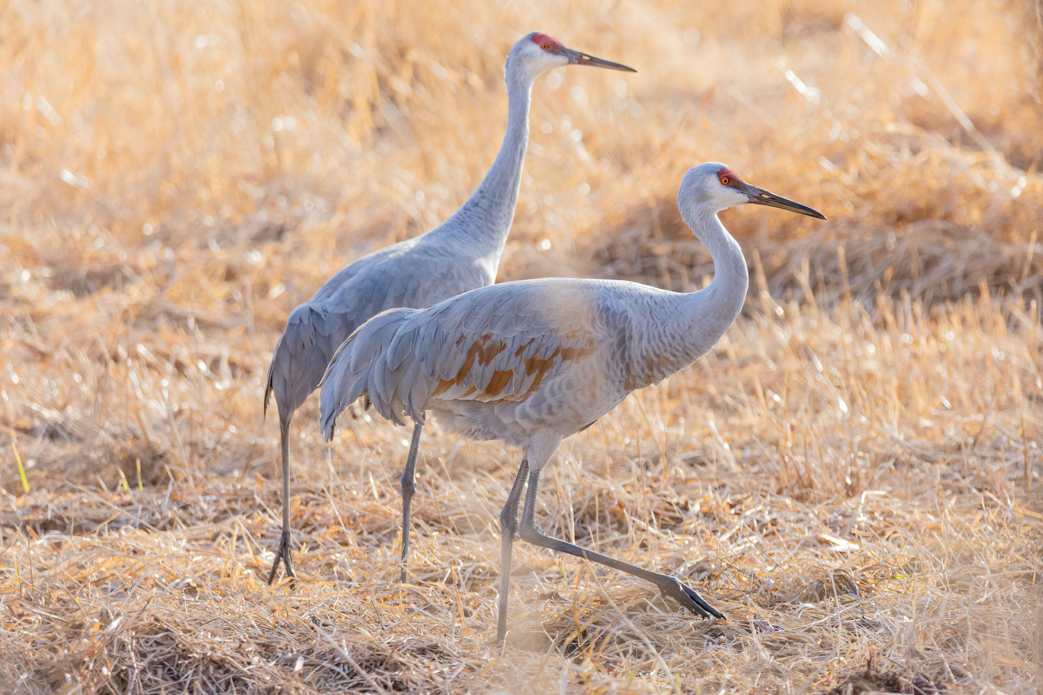 Sandhill Meadow lifestyle